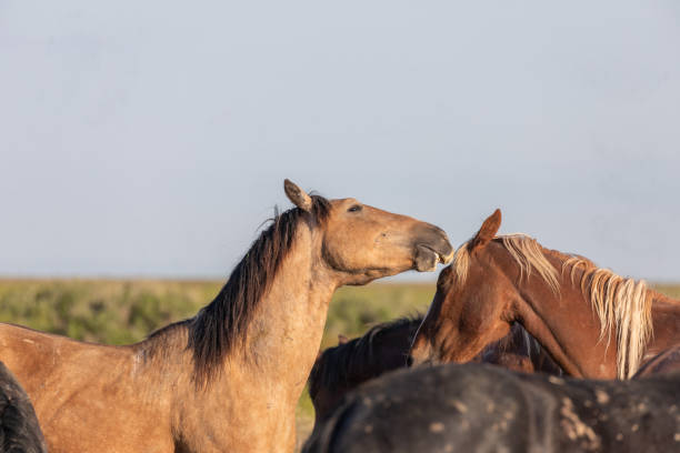 istock Wild Horse Stallions Sparring  in Utah 1151634964