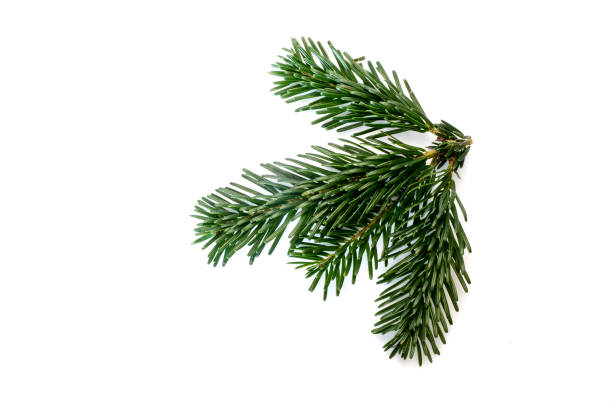 istock Fir branch isolated on white background 1151635042