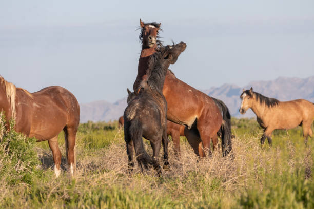 istock Wild Horse Stallions Sparring  in Utah 1151635075