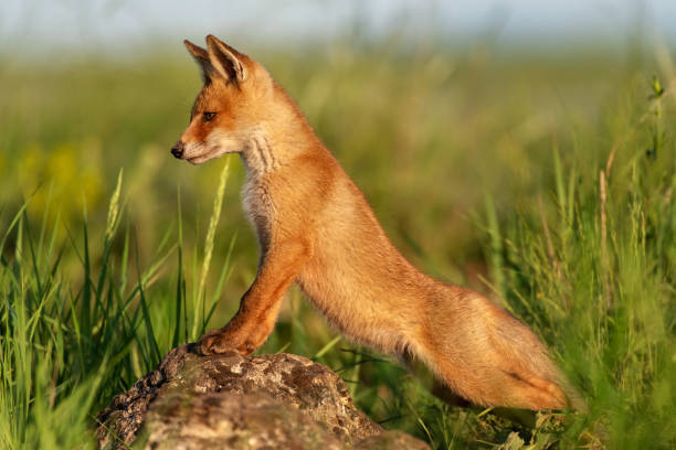 istock Young red Fox stands on a rock and looks away 1151635292