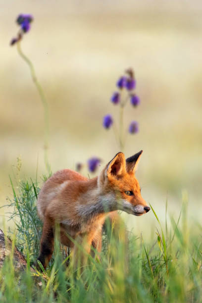 istock Young red Fox in grass near his hole 1151635304