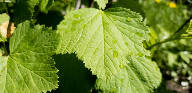 istock Drops on young green leaves of currant. Fresh leaves of currant. 1151636310
