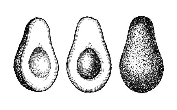 ilustraciones, imágenes clip art, dibujos animados e iconos de stock de boceto de tinta de aguacate. - avocado cross section vegetable seed