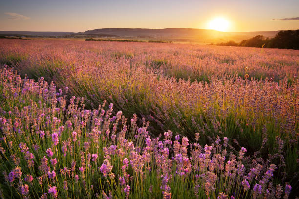 istock Meadow of lavender. 1151637601
