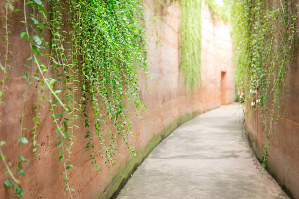 Creeper on the stone wall and walkway\