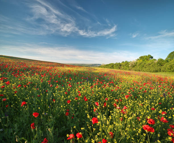 istock Spring flowers in meadow. 1151637684