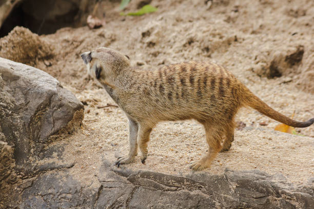 istock Meerkat has a small body size. Is a mammal 1151637788