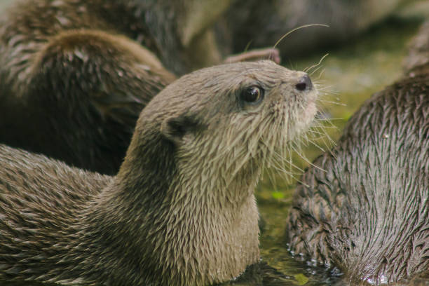istock Small-clawed Otter with dark brown hair White neck area 1151638799