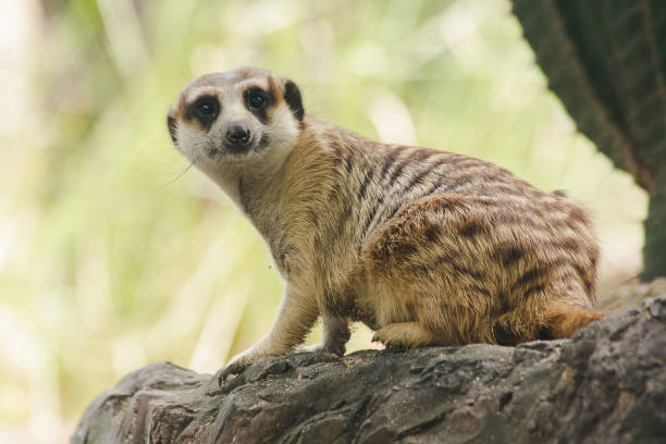 istock Meerkat has a small body size. Is a mammal 1151638840