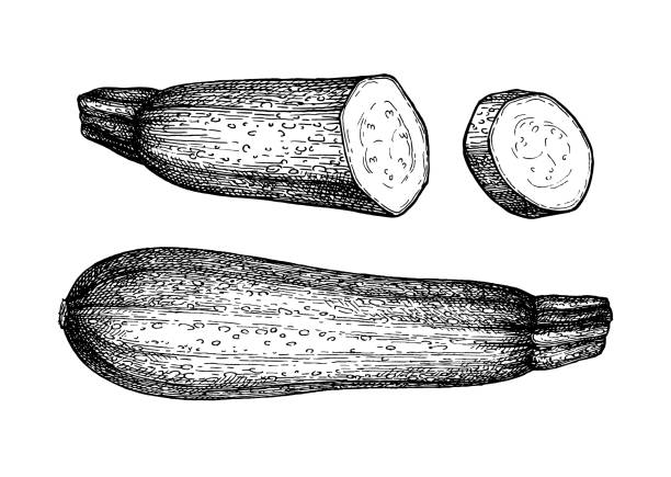 ilustraciones, imágenes clip art, dibujos animados e iconos de stock de boceto de tinta de calabacín - zucchini