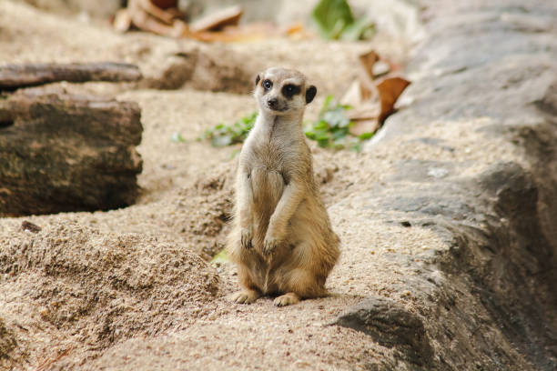istock Meerkat has a small body size. Is a mammal 1151638921