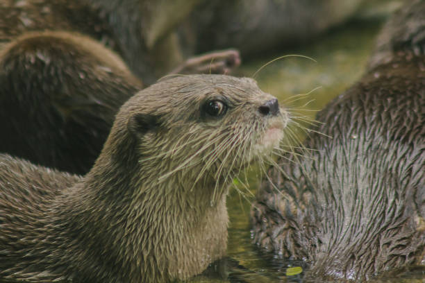 istock Small-clawed Otter with dark brown hair White neck area 1151639009