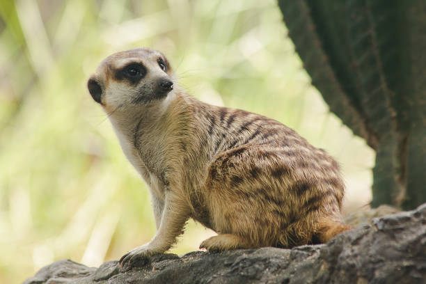 istock Meerkat has a small body size. Is a mammal 1151639077