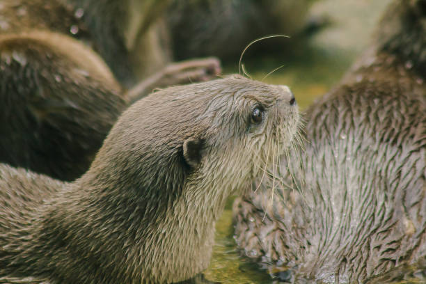 istock Small-clawed Otter with dark brown hair White neck area 1151639088