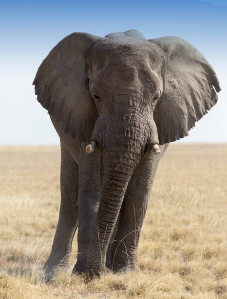 istock Huge african elephant in namibia savannah 1151639615
