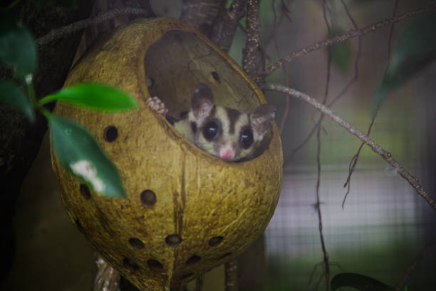 istock Bengal slow loris sneak in the hole Is a small animal With soft, 1151639680