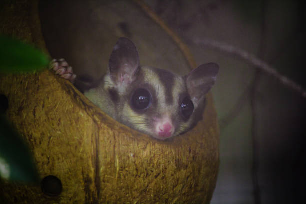istock Bengal slow loris sneak in the hole Is a small animal With soft, 1151640233