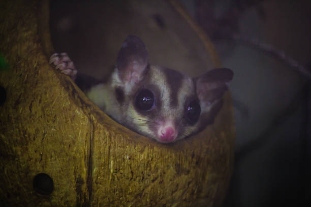 istock Bengal slow loris sneak in the hole Is a small animal With soft, 1151640238