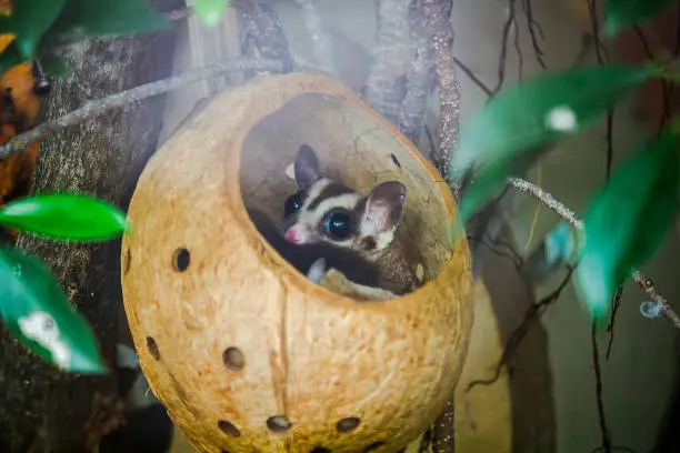 Bengal slow loris sneak in the hole Is a small animal With soft, short, thick, dark brown hairs from the head throughout the back When shocked to put his arm in his face