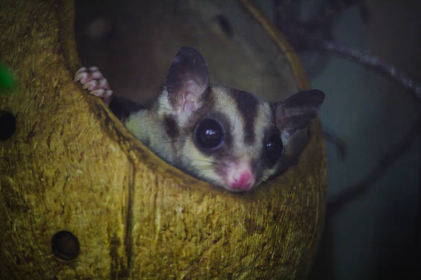 istock Bengal slow loris sneak in the hole Is a small animal With soft, 1151640302
