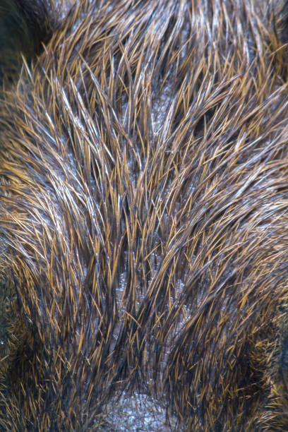 istock Capibara skin has dark brown or black hair. 1151640498