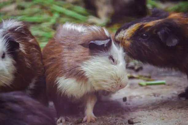 Guinea pig is a mammal From the cuteness, therefore brought as a pet