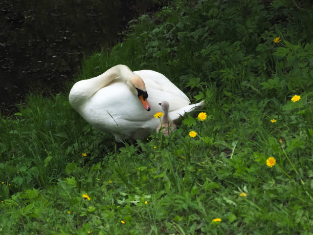 adult father swan takes care of a little baby swan - duckling parent offspring birds imagens e fotografias de stock