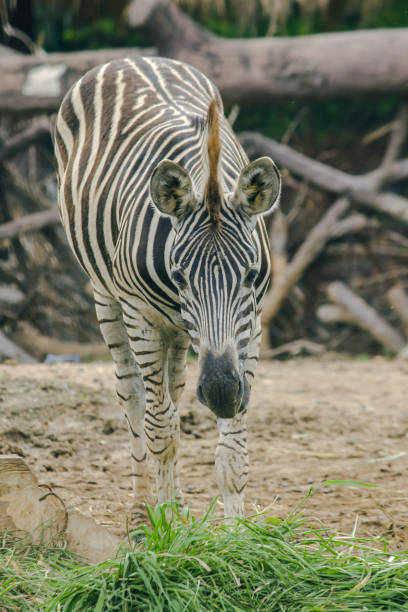 istock ZEBRA in the zoo eating grass. 1151640866