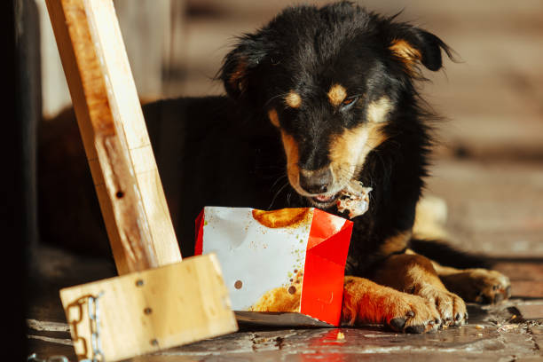 perro callejero come sobras de una caja de pollo frito - perro peruano fotografías e imágenes de stock