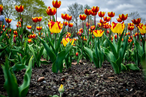 suelo cubierto de tulipanes vibrantes - ottawa tulip festival fotografías e imágenes de stock