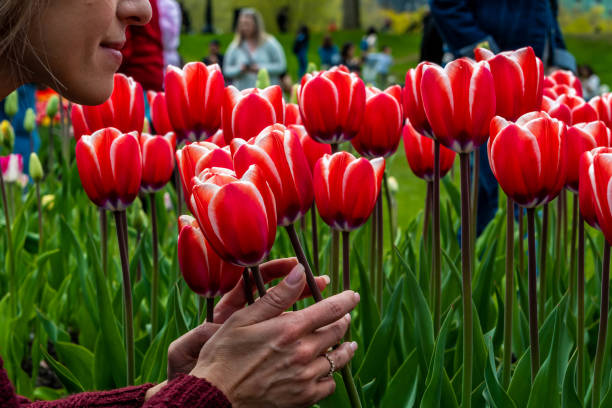 tulipanes floreciendo en primavera - ottawa tulip festival fotografías e imágenes de stock