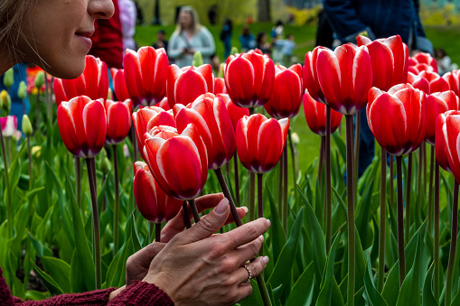 Side view of a Portuguese woman delicately grouping some red and white tulips to smell their floral scent despite the commotion at the Canadian Tulip Festival held in Ottawa throughout the month of May.