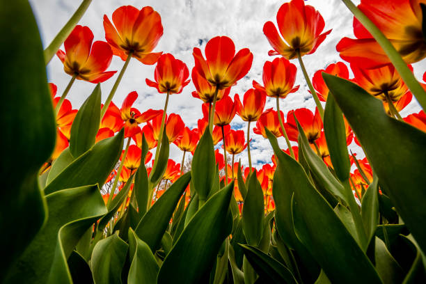 istock A field of tulips blooming in spring 1151642525