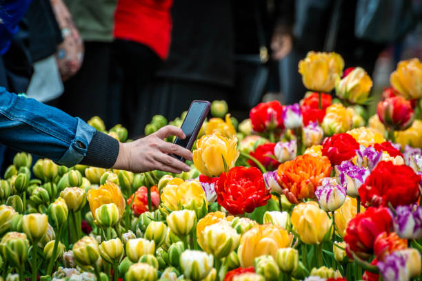 el festival anual del tulip de canadá - ottawa tulip festival fotografías e imágenes de stock