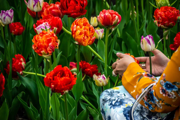 the annual canadian tulip festival - ottawa tulip festival imagens e fotografias de stock