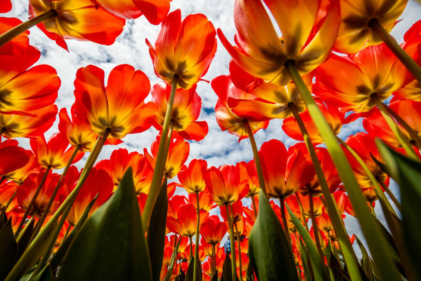 istock A field of tulips blooming in spring 1151642585