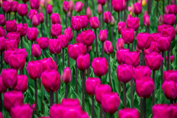 istock A field of tulips blooming in spring 1151642588