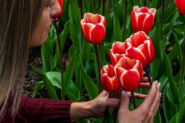 istock Romantic red and white tulips blooming at springtime 1151642592
