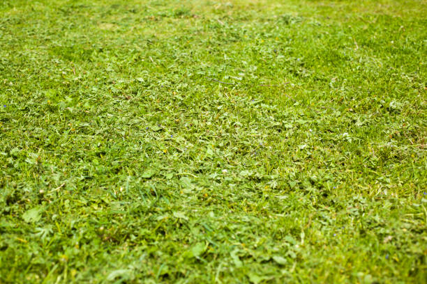 mowed young grass on the playground background mowed young grass on the playground background close-up 2590 stock pictures, royalty-free photos & images