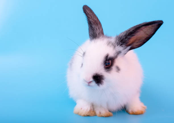 istock Little adorable black and white bunny rabbit with different action on blue background 1151644068