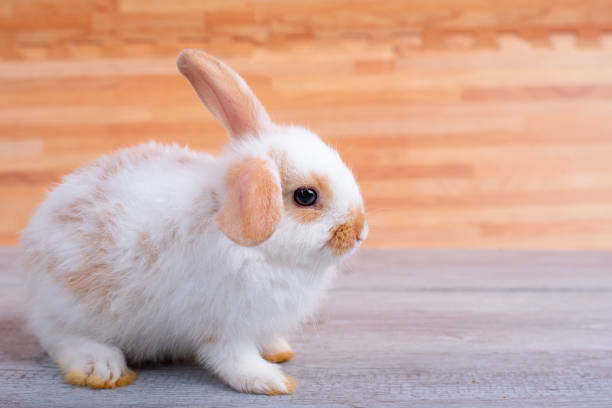 istock Little adorable bunny rabbit stay on gray table with brown wood pattern as background 1151644069