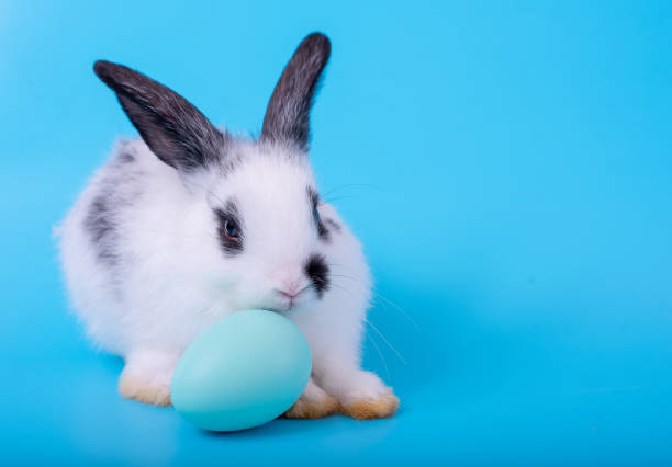istock Little black and white bunny rabbit with blue easter egg on blue background 1151644110