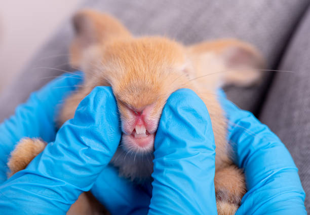 Blue glove hands try to see and analyze the teeth of brown bunny rabbit