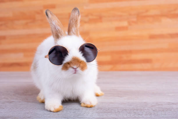 pequeño conejito adorable con gafas de sol permanecen en la mesa gris con el patrón de madera marrón como fondo - conejo animal fotografías e imágenes de stock