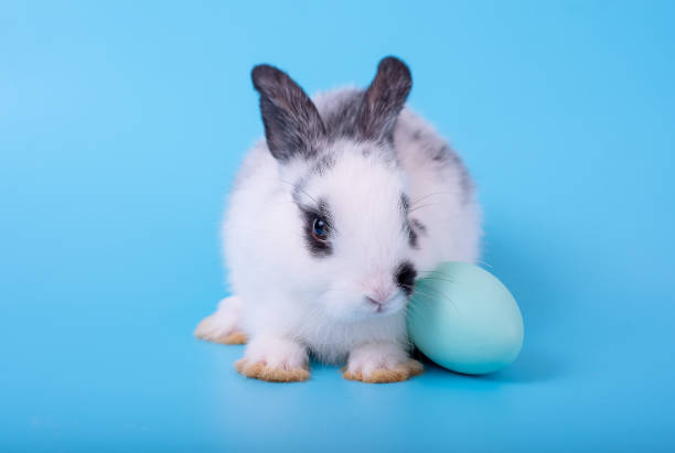 istock Little black and white bunny rabbit with blue easter egg on blue background 1151644284