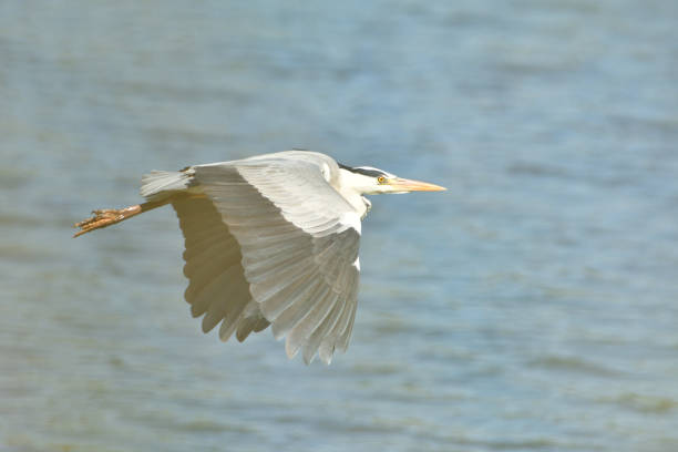 istock heron flying over pond detail with wings and beak 1151646801