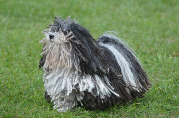 Puli ırkı köpekler
