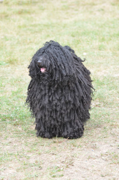 Puli Face Are Puli Puppies Lazy