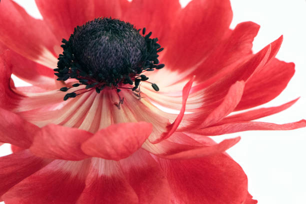 istock red anemone flower   isolated on white background 1151648207