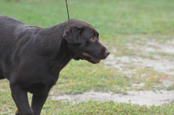 istock Adult Chocolate Labrador Retriever Dog 1151648210